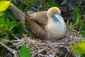 Galapagos Islands Wildlife with Red Footed Booby Birds