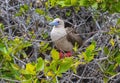 Red Footed Booby, Genovesa Island, Galapagos Royalty Free Stock Photo