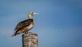 the red footed booby in the nature Royalty Free Stock Photo