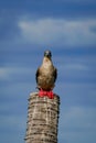 the red footed booby in the nature Royalty Free Stock Photo
