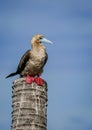 the red footed booby in the nature Royalty Free Stock Photo
