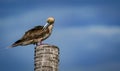 the red footed booby in the nature Royalty Free Stock Photo