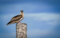 the red footed booby in the nature Royalty Free Stock Photo