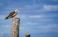 the red footed booby in the nature Royalty Free Stock Photo