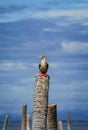 the red footed booby in the nature Royalty Free Stock Photo