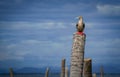 the red footed booby in the nature Royalty Free Stock Photo