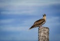 the red footed booby in the nature Royalty Free Stock Photo