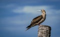 the red footed booby in the nature Royalty Free Stock Photo