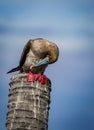 the red footed booby in the nature Royalty Free Stock Photo