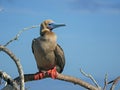 Red-footed booby perched on a branch at isla genovesa Royalty Free Stock Photo