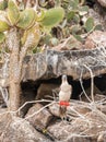 Red footed booby perched on leafless branch with cactus and landscape in background Royalty Free Stock Photo