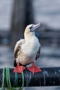 Red-footed booby (Sula sula) close up. A second winter bird