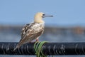 Red-footed booby (Sula sula) close up. A second winter bird