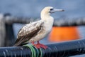 Red-footed booby (Sula sula) close up. A second winter bird