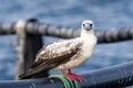 Red-footed booby (Sula sula) close up. A second winter bird