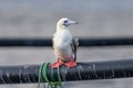 Red-footed booby (Sula sula) close up. A second winter bird