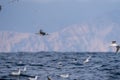 Red-footed booby (Sula sula) in flight. A second winter bird