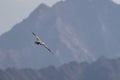 Red-footed booby (Sula sula) in flight. A second winter bird