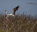 Red-footed booby Sula sula landing on a tree, Genovesa island, Galapagos National Park, Ecuador Royalty Free Stock Photo