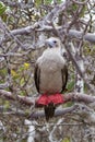 Red-footed booby Sula sula on Genovesa island, Galapagos National Park, Ecuador Royalty Free Stock Photo