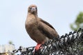 Red-footed Booby (Sula)