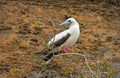 Red Footed Booby in the Galapagos Islands, Ecuador Royalty Free Stock Photo