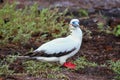 Red-footed Booby Sula sula with a stick in its beak Royalty Free Stock Photo