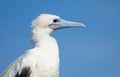 Red-footed Booby white morph portrait