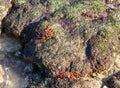 Red-footed crabs walk on stones on the coast of the Gulf of Oman Royalty Free Stock Photo