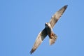 Red Footed Falcon Royalty Free Stock Photo