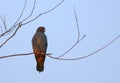 Red-footed falcon Falco vespertinus