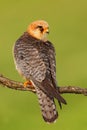 Red-footed Falcon, Falco vespertinus, bird sitting on branch with clear green background, Romania