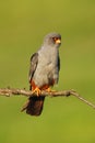 The red-footed falcon Falco vespertinus, formerly western red-footed falcon. Male sitting on the branch with green background