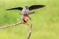 The red-footed falcon Falco vespertinus, formerly western red-footed falcon mating on a branch with a green background.Little