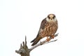 Red-footed falcon (Falco vespertinus)