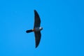 Red Footed Falcon in flight