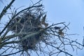 red-footed falcon near nest