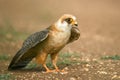 Red-footed Falcon stands on the ground and spreading his wings ready to fly Royalty Free Stock Photo