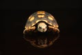 Red-footed tortoise Royalty Free Stock Photo