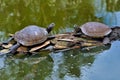 Red footed tortoise