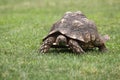 Red-footed tortoise Royalty Free Stock Photo