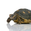 Red-footed tortoise