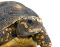 Red-footed tortoise Royalty Free Stock Photo