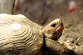 Red-footed tortoise Royalty Free Stock Photo