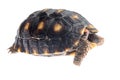 Red-footed tortoise