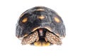 Red-footed tortoise Royalty Free Stock Photo