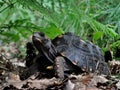 Red footed tortoise Chelonoidis carbonaria Royalty Free Stock Photo