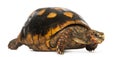 Red-footed tortoise, Chelonoidis carbonaria, isolated