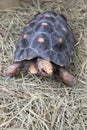 Red footed tortoise Chelonoidis carbonaria with some pyramided scutes Royalty Free Stock Photo
