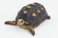 Red-footed tortoise Chelonoidis carbonaria  on white background Royalty Free Stock Photo